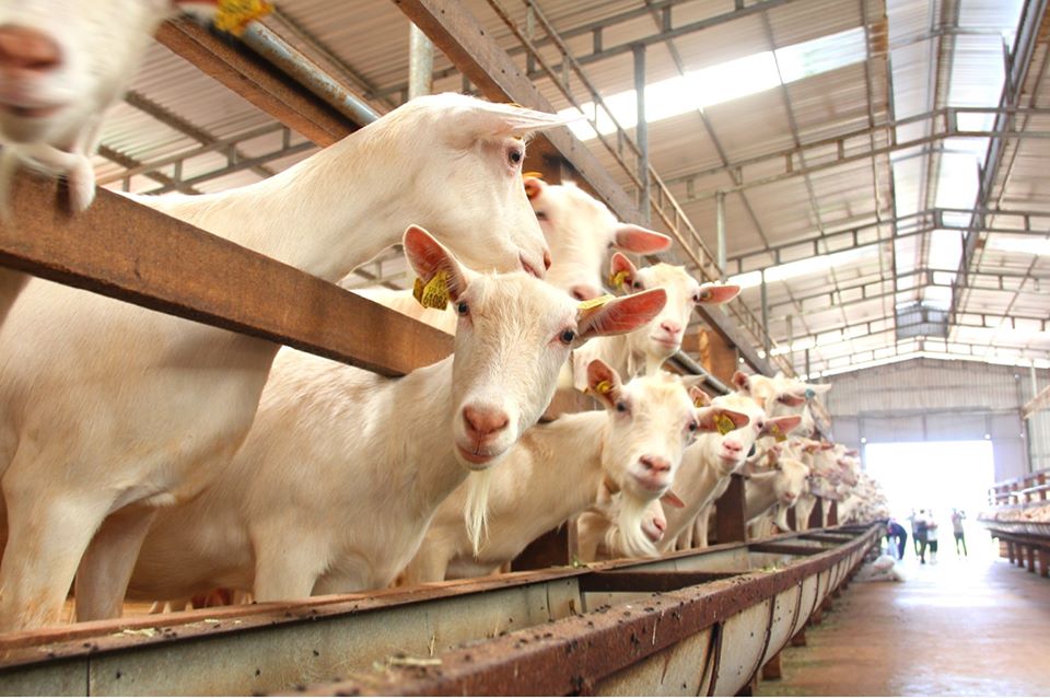 97050913_3773206142721326_2070054561703264256_o